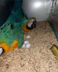 Macaw Eggs